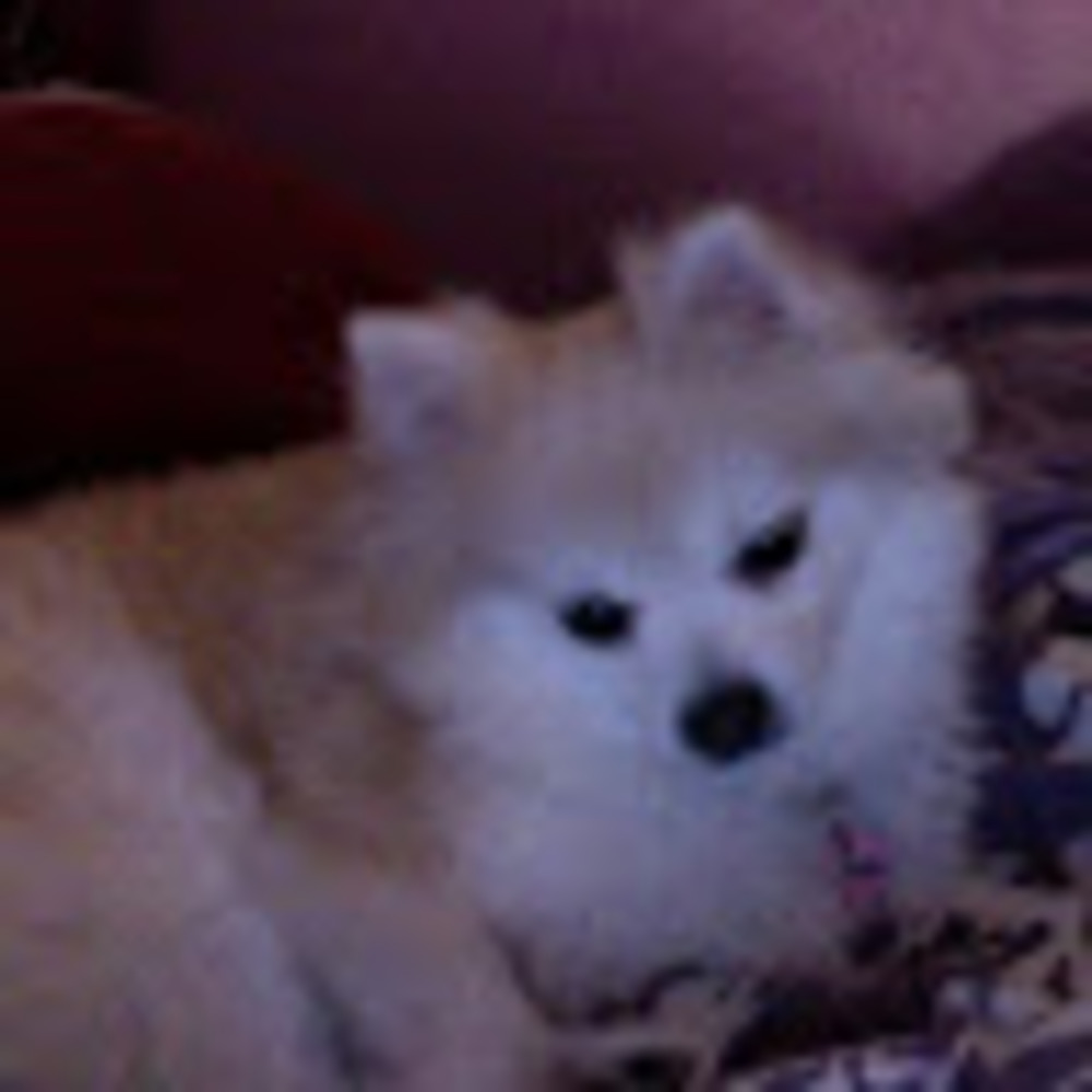 Meet your Posher, Carro